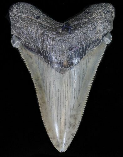 Angustidens Tooth - Megalodon Ancestor #40637